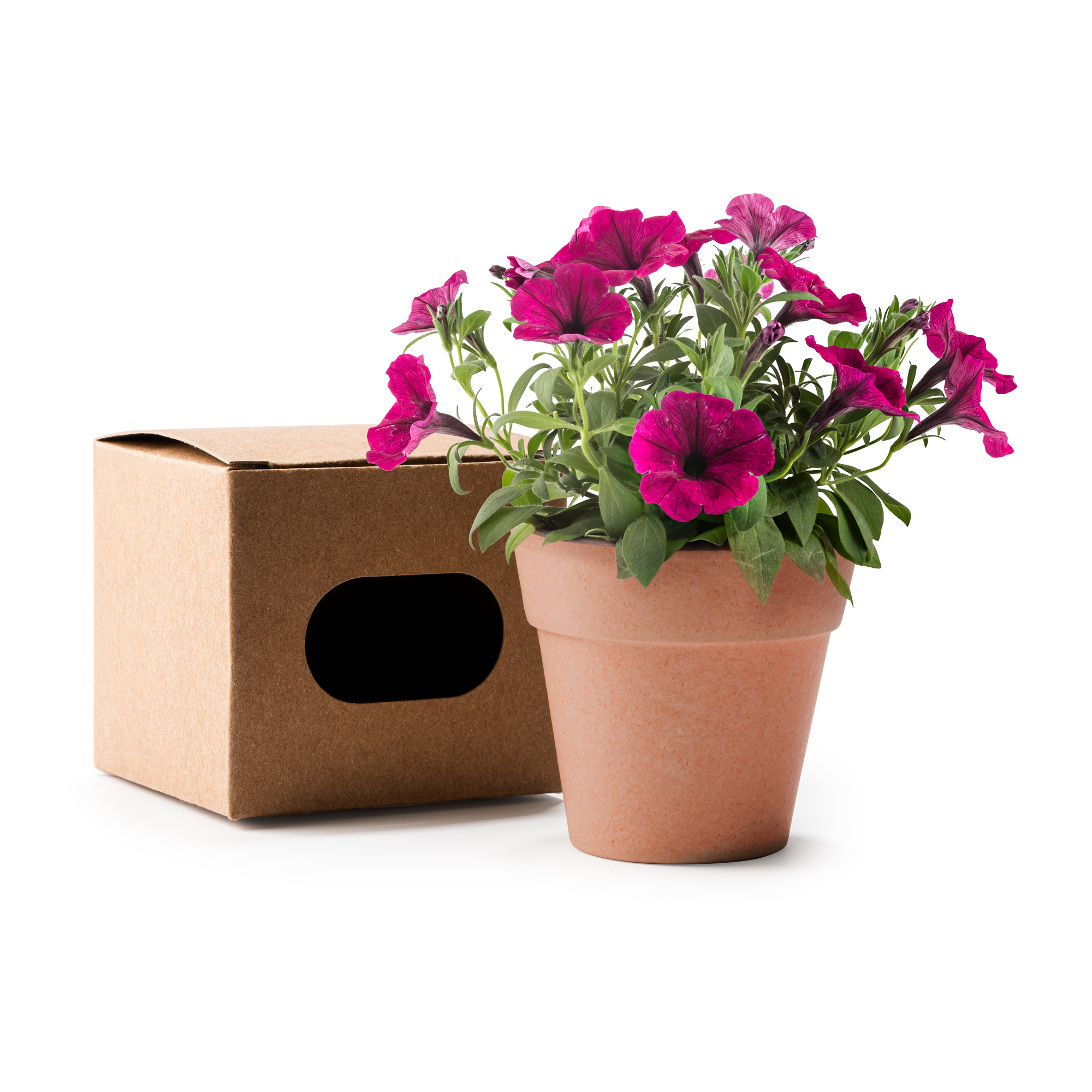 Maceta biodegradable con petunias Volen
